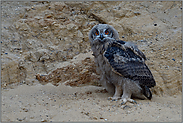 Jungvogel unterwegs... Europäischer Uhu *Bubo bubo*