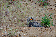 im Tagesversteck... Europäischer Uhu *Bubo bubo*