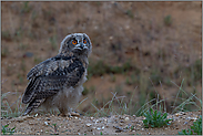 unterwegs... Europäischer Uhu *Bubo bubo*