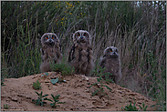 drei, wie die Orgelpfeifen... Europäischer Uhu *Bubo bubo*