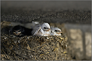 wartend im Nest... weisse Rauchschwalbe *Hirundo rustica*