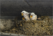 weiße Schwalben im Nest... Rauchschwalbe *Hirundo rustica*