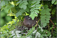 nistend... Ringeltaube *Columba palumbus*