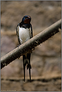 im alten Kuhstall... Rauchschwalbe *Hirundo rustica*