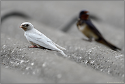 Leuzismus... weisse Rauchschwalbe *Hirundo rustica*