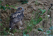 immer wieder diese Mimik... Europäischer Uhu *Bubo bubo*