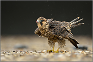 nach dem Regen... Wanderfalke *Falco peregrinus* schüttelt Gefieder aus
