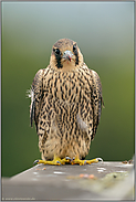 junger Wanderfalkenterzel... Wanderfalke *Falco peregrinus*