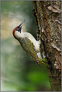 zum Abend hin... Grünspecht *Picus viridis*