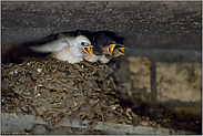 gemischtes Trio... Rauchschwalbe *Hirundo rustica*