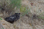 aufmerksam beobachtend... Europäischer Uhu *Bubo bubo*