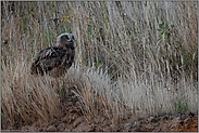 das Ziel vor Augen... Europäischer Uhu *Bubo bubo*