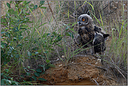 große Augen... Europäischer Uhu *Bubo bubo*