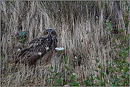 in den Hängen der Kiesgrube... Europäischer Uhu *Bubo bubo*, Jungvogel