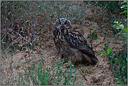 zwischen Sträuchern... Europäischer Uhu *Bubo bubo*