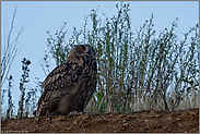 hoch oben auf der Kante... Europäischer Uhu *Bubo bubo*