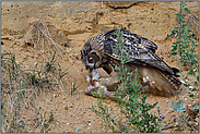 Mahlzeit... Europäischer Uhu *Bubo bubo*