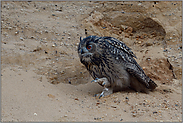 Schmidtchen Schleicher... Europäischer Uhu *Bubo bubo*