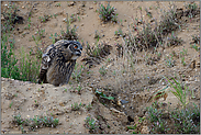 der Ruf... Europäischer Uhu *Bubo bubo*