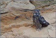 überraschter Blick... Europäischer Uhu *Bubo bubo*