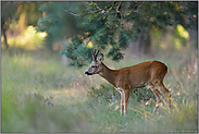 am Waldrand... Rehbock *Capreolus capreolus*