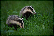 zwei im Gras... Europäischer Dachs *Meles meles*