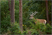 junger Hirsch... Rothirsch  *Cervus elaphus*