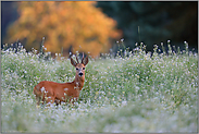 spätabends auf der Wildwiese... Rehbock *Capreolus capreolus*