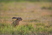 im schönsten Licht... Feldhase *Lepus europaeus *