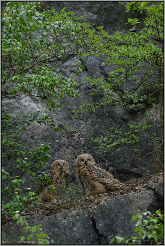gemeinsam... Europäischer Uhu *Bubo bubo*