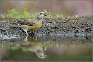 auch ein Jungvogel... Fichtenkreuzschnabel *Loxia curvirostra*