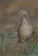 ein Laufvogel... Fasanenhenne *Phasianus colchicus*