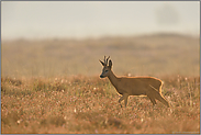 weites Land... Rehbock *Capreolus capreolus*