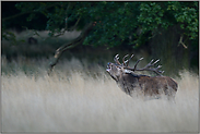 Rotwildbrunft im hohen Gras... Rothirsch *Cervus elaphus*