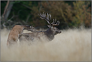 verkehrte Welt... Rotwild *Cervus_elaphus*