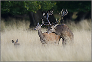 die Annäherung... Rotwild *Cervus elaphus*