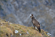 im Hochgebirge... Gämse *Rupicapra rupicapra*