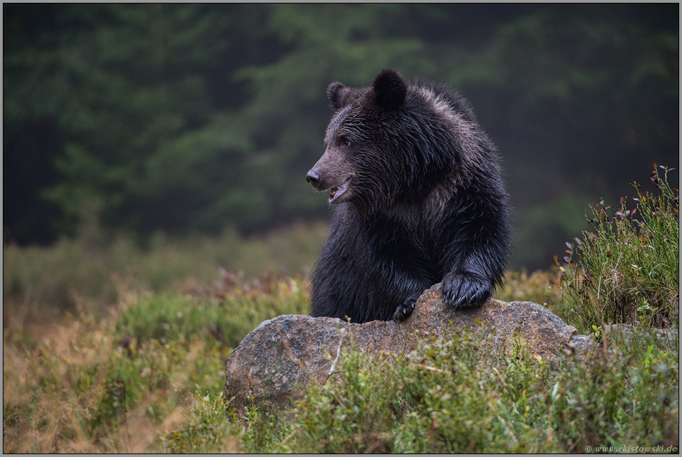 auf der Waldlichtung... Europäischer Braunbär *Ursus arctos*