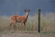 eingesperrt oder ausgesperrt... Rehbock *Capreolus capreolus*