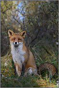 wie aus dem Bilderbuch... Rotfuchs *Vulpes vulpes*