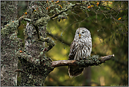 im alten Baum... Habichtskauz *Strix uralensis*