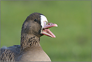 die Zunge einer Gans... Blässgans *Anser albifrons*