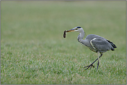 fette Beute... Graureiher *Ardea cinerea*