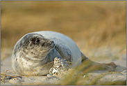 ganz gemütlich... Kegelrobbe *Halichoerus grypus*