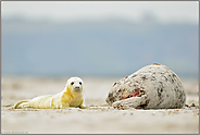 draußen auf der Düne... Kegelrobbe *Halichoerus grypus*