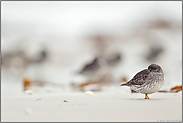 verschlafen... Meerstrandläufer *Calidris maritima*