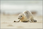 auf dem Weg zum Strand... Seehund *Phoca vitulina* robbt über den Sand