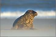 sandgestrahlt... Kegelrobbe *Halichoerus grypus* auf Helgoland