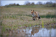 auf abendlicher Pirsch... Rotfuchs *Vulpes vulpes*