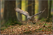 im Herbstwald... Virginia-Uhu *Bubo virginianus*